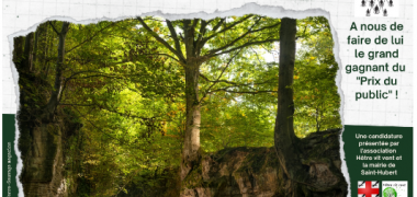 LE PLUS BEL ARBRE DE FRANCE